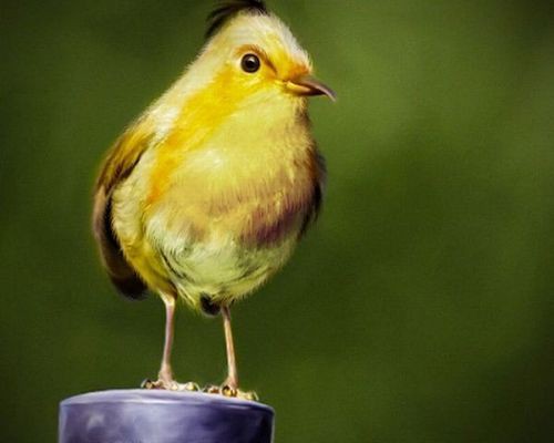 Птички с Angry Birds существуют в реальном мире!
