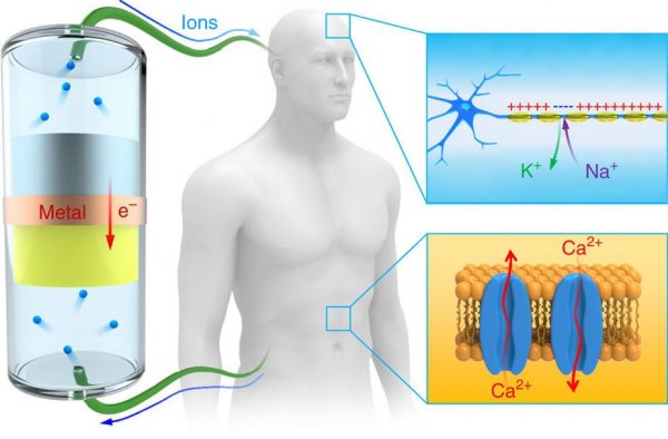 Создан первый биосовместимый ионный аккумулятор