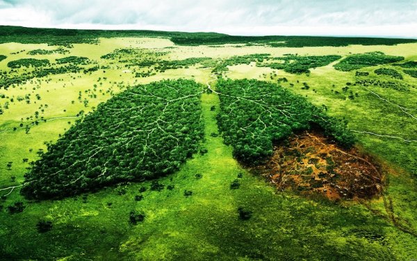 В США собирают базу ДНК для борьбы с незаконной вырубкой деревьев