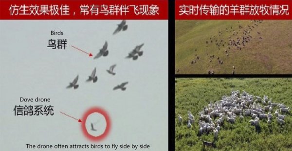 Китайские военные дроны-голуби уже патрулируют территорию