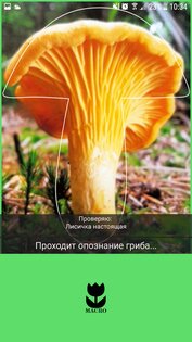По грибы 137.0. Скриншот 3