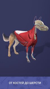 Idle Pet 7.1. Скриншот 12