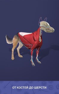 Idle Pet 7.1. Скриншот 18