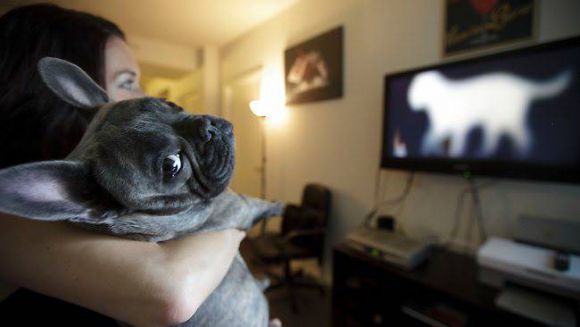 В США совсем скоро запустят первый в мире телеканал для собак