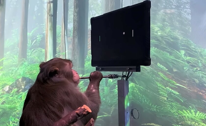 Видео: обезьяна с чипом Neuralink играет в пинг-понг силой мысли