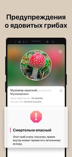 Picture Mushroom 2.9.23. Скриншот 2