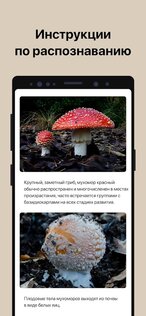 Picture Mushroom 2.9.23. Скриншот 3