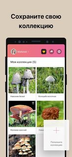 Picture Mushroom 2.9.23. Скриншот 5