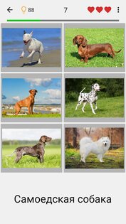 Собаки – фото-тест про популярные породы собак 3.4.0. Скриншот 1