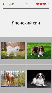 Собаки – фото-тест про популярные породы собак 3.4.0. Скриншот 4