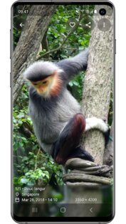 Aves Gallery 1.13.2. Скриншот 2