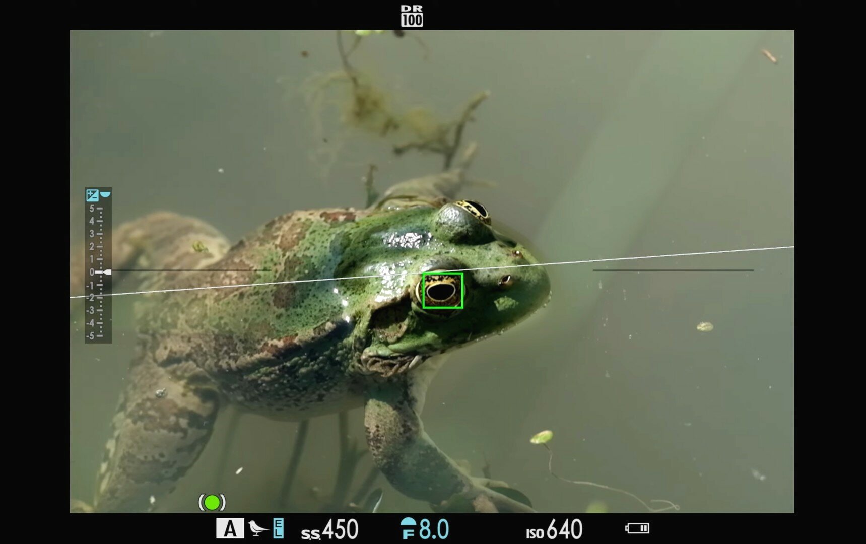 Трекинг птиц универсален: камера Fujifilm случайно научилась распознавать лягушек и бабочек