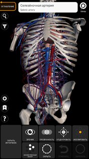 Анатомия - 3D Атлас 5.0.0. Скриншот 3