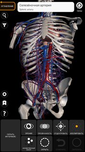 Анатомия - 3D Атлас 6.1.0. Скриншот 3