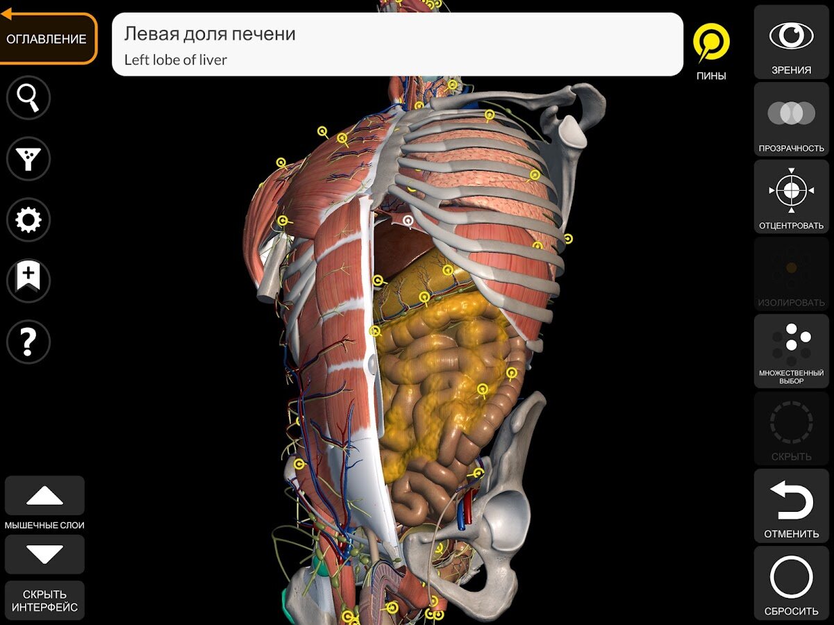 Анатомия – 3D Атлас 4.3.0