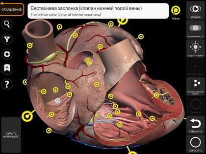Анатомия - 3D Атлас 5.0.0. Скриншот 10