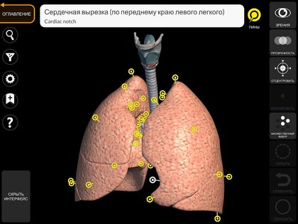 Анатомия - 3D Атлас 6.1.0. Скриншот 14