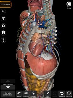 Анатомия - 3D Атлас 5.0.0. Скриншот 15