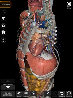 Анатомия - 3D Атлас 6.1.0. Скриншот 15