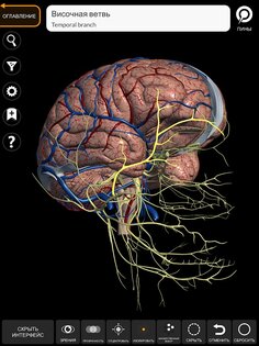 Анатомия - 3D Атлас 6.1.0. Скриншот 18