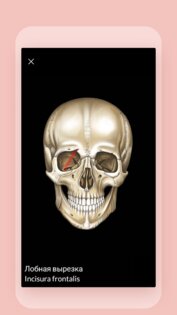 Easy Anatomy - Атлас & Тесты 1.9.3. Скриншот 1