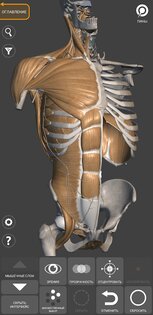 Art Anatomy – 3D анатомия для художников 5.0.0. Скриншот 1