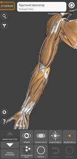 Art Anatomy – 3D анатомия для художников 6.1.0. Скриншот 3