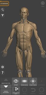 Art Anatomy – 3D анатомия для художников 6.6.1. Скриншот 5