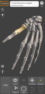 Art Anatomy – 3D анатомия для художников 6.6.1. Скриншот 6