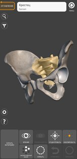 Art Anatomy – 3D анатомия для художников 6.6.1. Скриншот 7