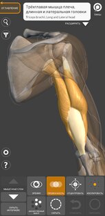 Art Anatomy – 3D анатомия для художников 6.6.1. Скриншот 8