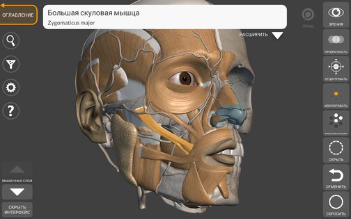 Art Anatomy – 3D анатомия для художников 5.0.0. Скриншот 9