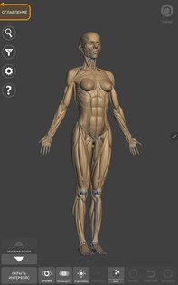 Art Anatomy – 3D анатомия для художников 5.0.0. Скриншот 10