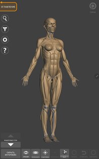 Art Anatomy – 3D анатомия для художников 6.6.1. Скриншот 10