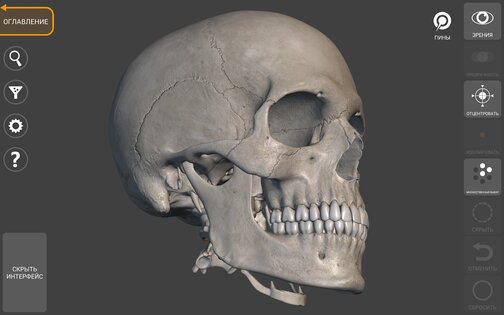 Art Anatomy – 3D анатомия для художников 6.6.1. Скриншот 13