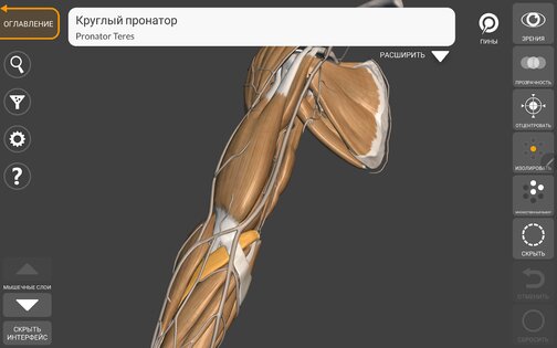 Art Anatomy – 3D анатомия для художников 6.6.1. Скриншот 14