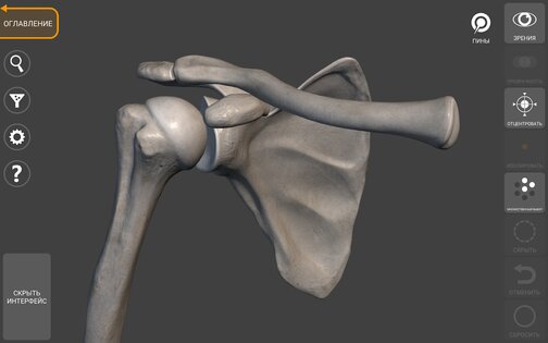 Art Anatomy – 3D анатомия для художников 6.6.1. Скриншот 15