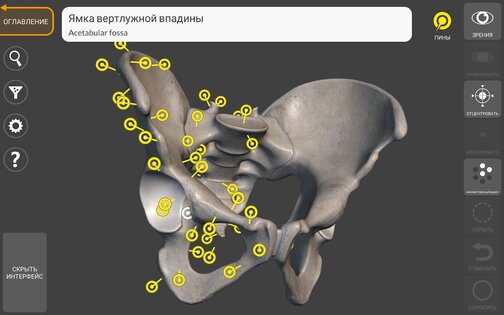 Art Anatomy – 3D анатомия для художников 5.0.0. Скриншот 16