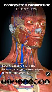 Anatomy Learning – 3D анатомия 2.1.449. Скриншот 2