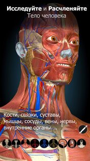 Anatomy Learning – 3D анатомия 3.1.464. Скриншот 1
