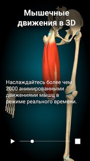 Anatomy Learning – 3D анатомия 2.1.409. Скриншот 3