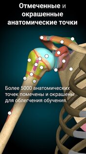 Anatomy Learning – 3D анатомия 2.1.449. Скриншот 4