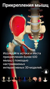 Anatomy Learning – 3D анатомия 3.1.464. Скриншот 4