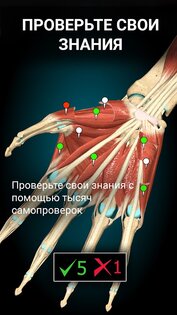 Anatomy Learning – 3D анатомия 2.1.409. Скриншот 6