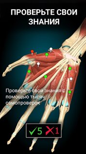 Anatomy Learning – 3D анатомия 3.1.464. Скриншот 5