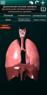 Внутренние органы в 3D 3.4. Скриншот 4