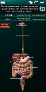 Внутренние органы в 3D 3.4. Скриншот 5