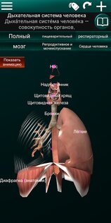 Внутренние органы в 3D 3.4. Скриншот 6