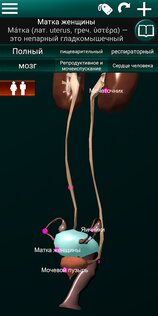 Внутренние органы в 3D 3.4. Скриншот 7