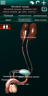 Внутренние органы в 3D 3.4. Скриншот 9
